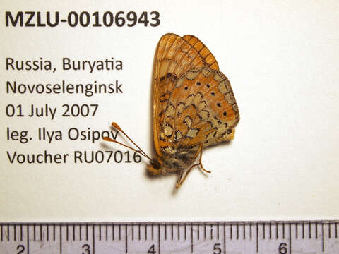 Image of Euphydryas sibirica