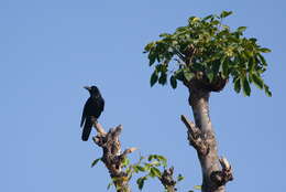 صورة Corvus culminatus Sykes 1832