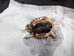 Image of Vietnamese three-striped box turtle