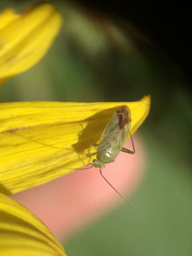 18.https www inaturalist org photos 5939514.580x360