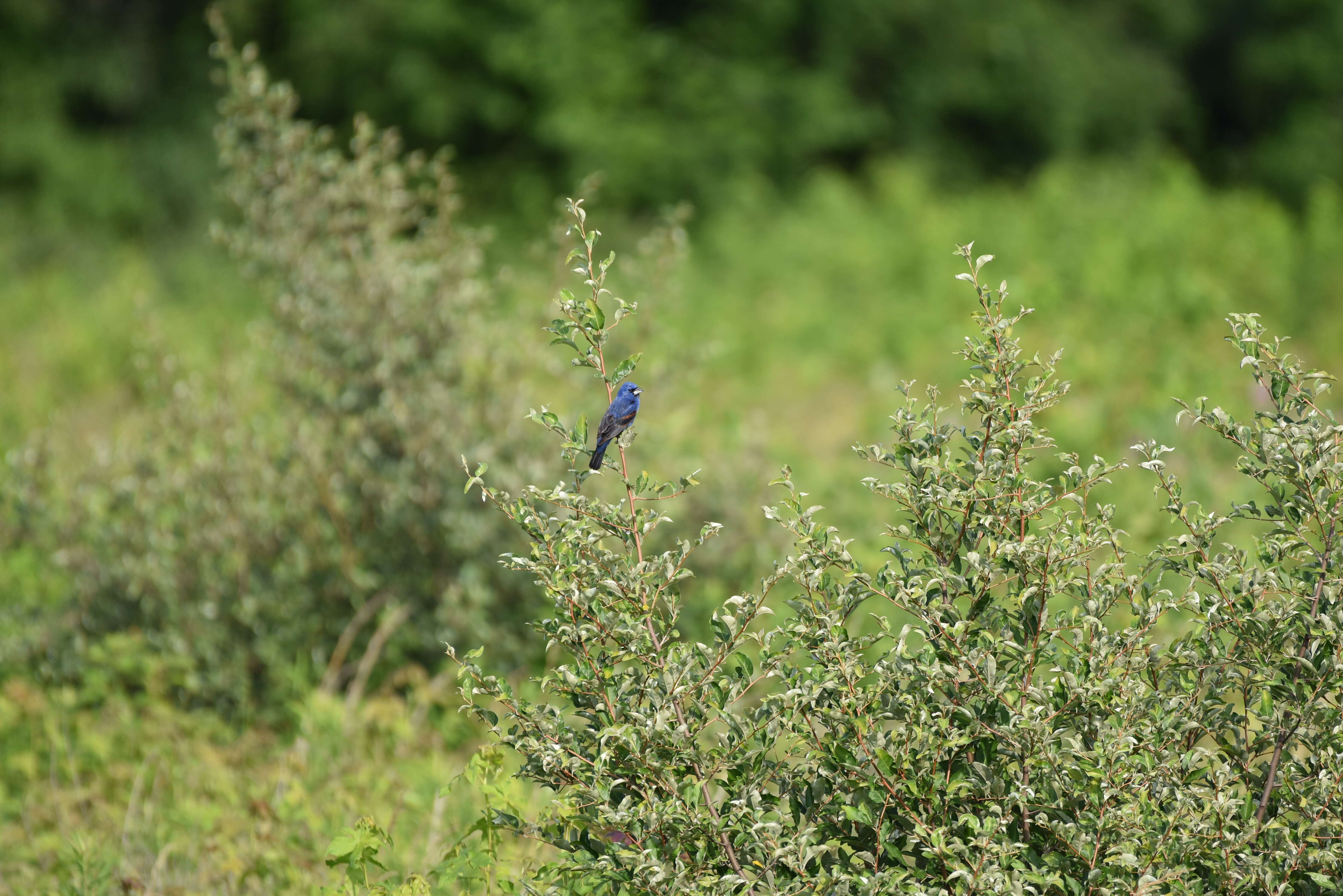 Image of Blue Grosbeak