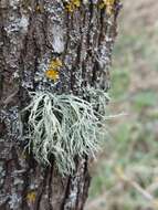 Image of farinose cartilage lichen