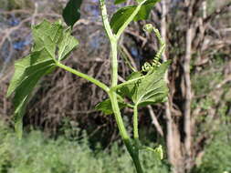 Image of white bryony