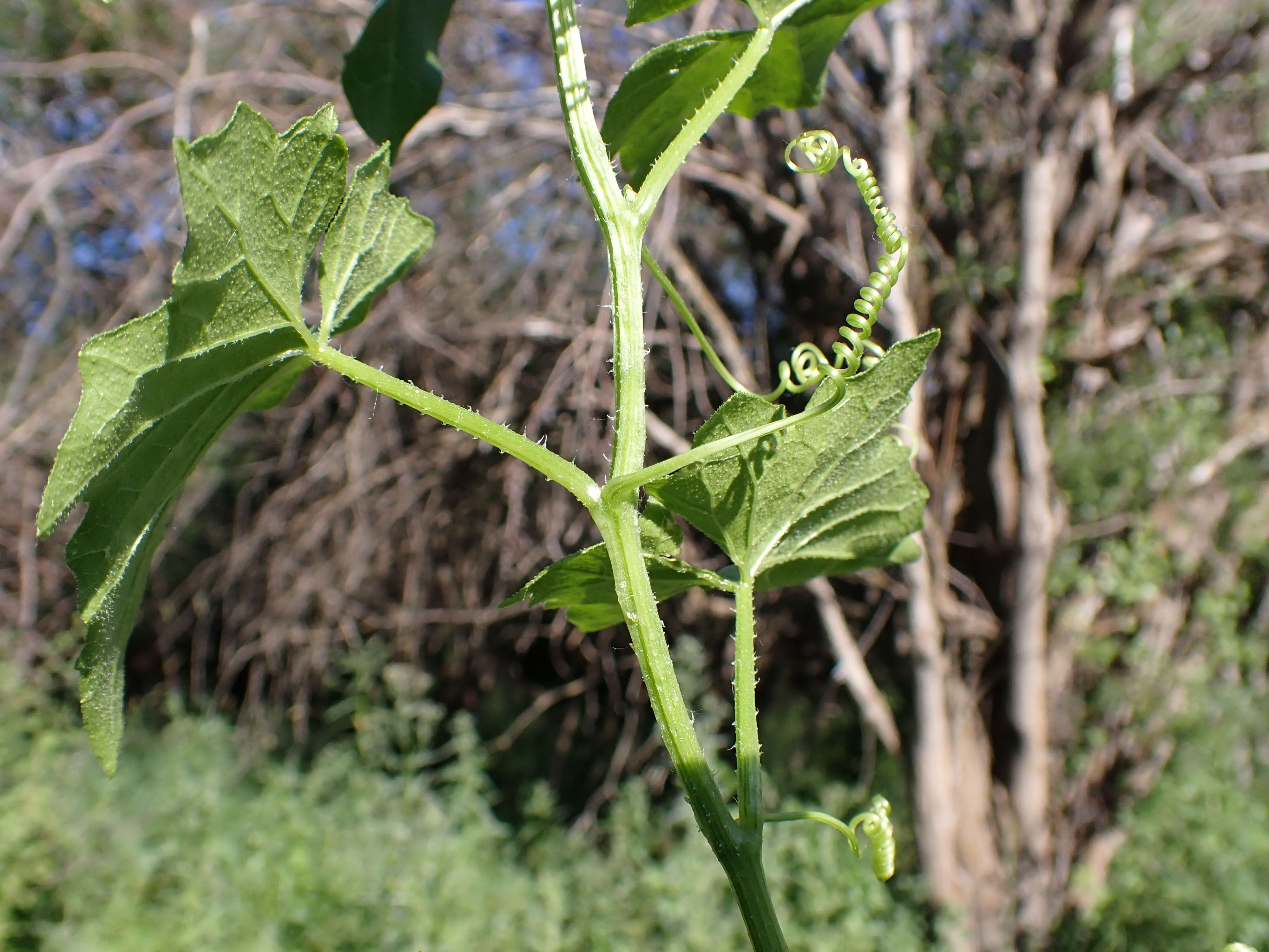 Image of white bryony