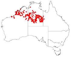 Image of Hakea macrocarpa A. Cunn. ex R. Br.