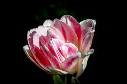 Image de tulipe