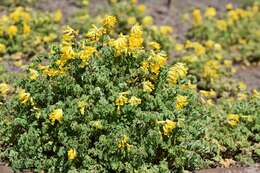 Image of yellow corydalis