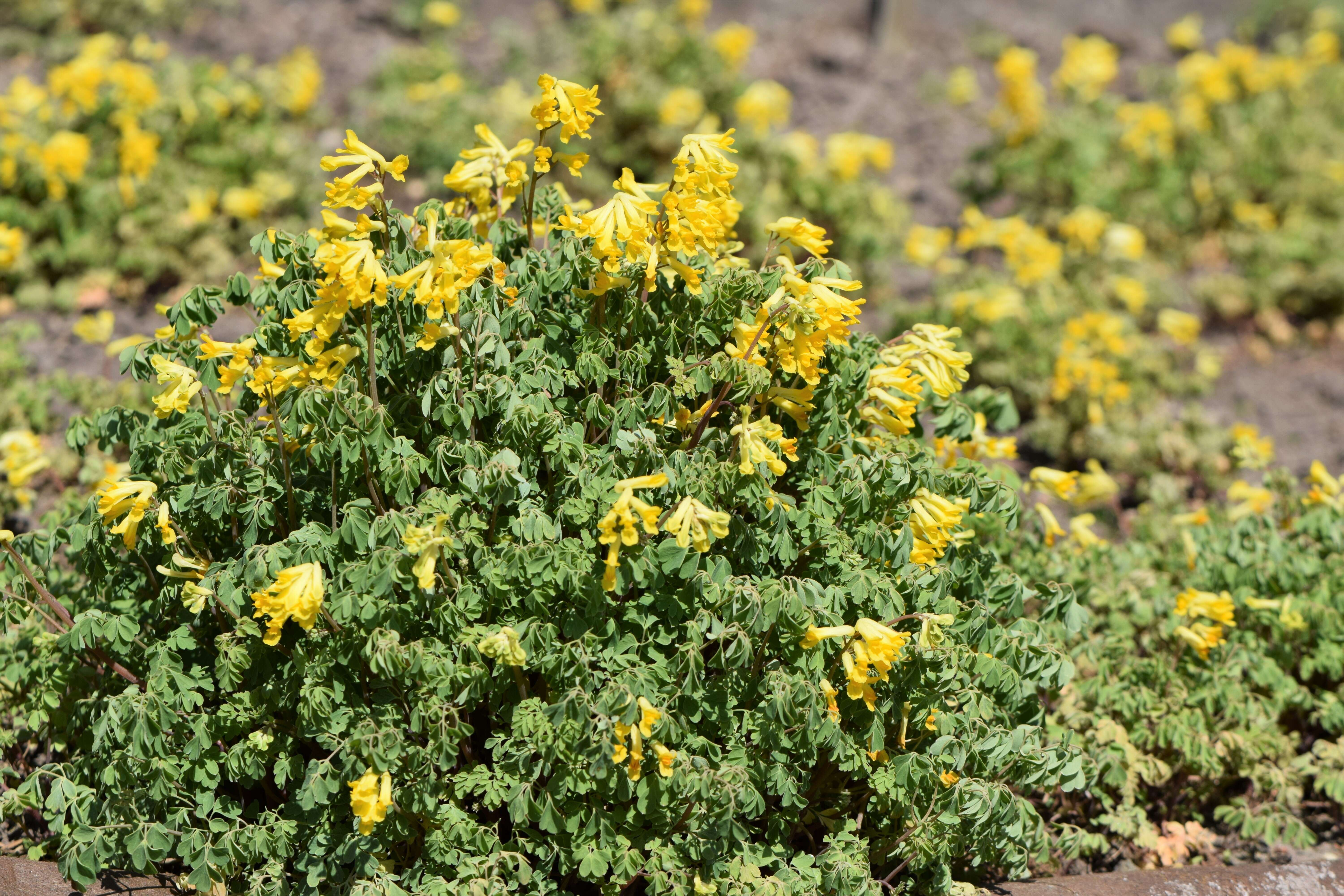 Plancia ëd Pseudofumaria lutea (L.) Borkh.