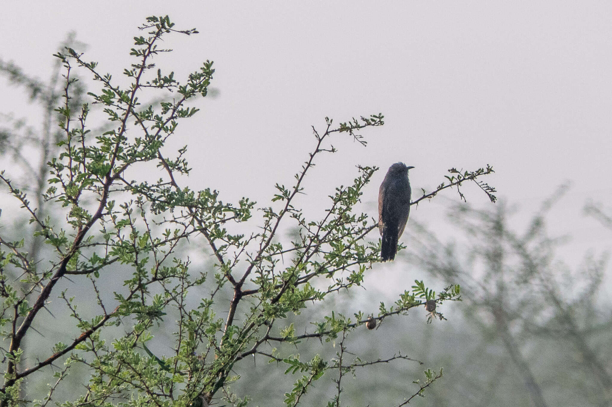 Image of Grey-bellied Cuckoo
