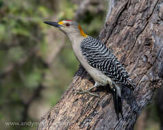 Image of Golden-fronted Woodpecker