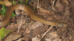 Image of Japanese Keelback