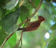 Image of Cinnamon Woodpecker