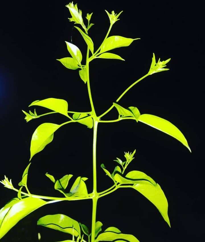 Image de Jasminum multiflorum (Burm. fil.) Andrews