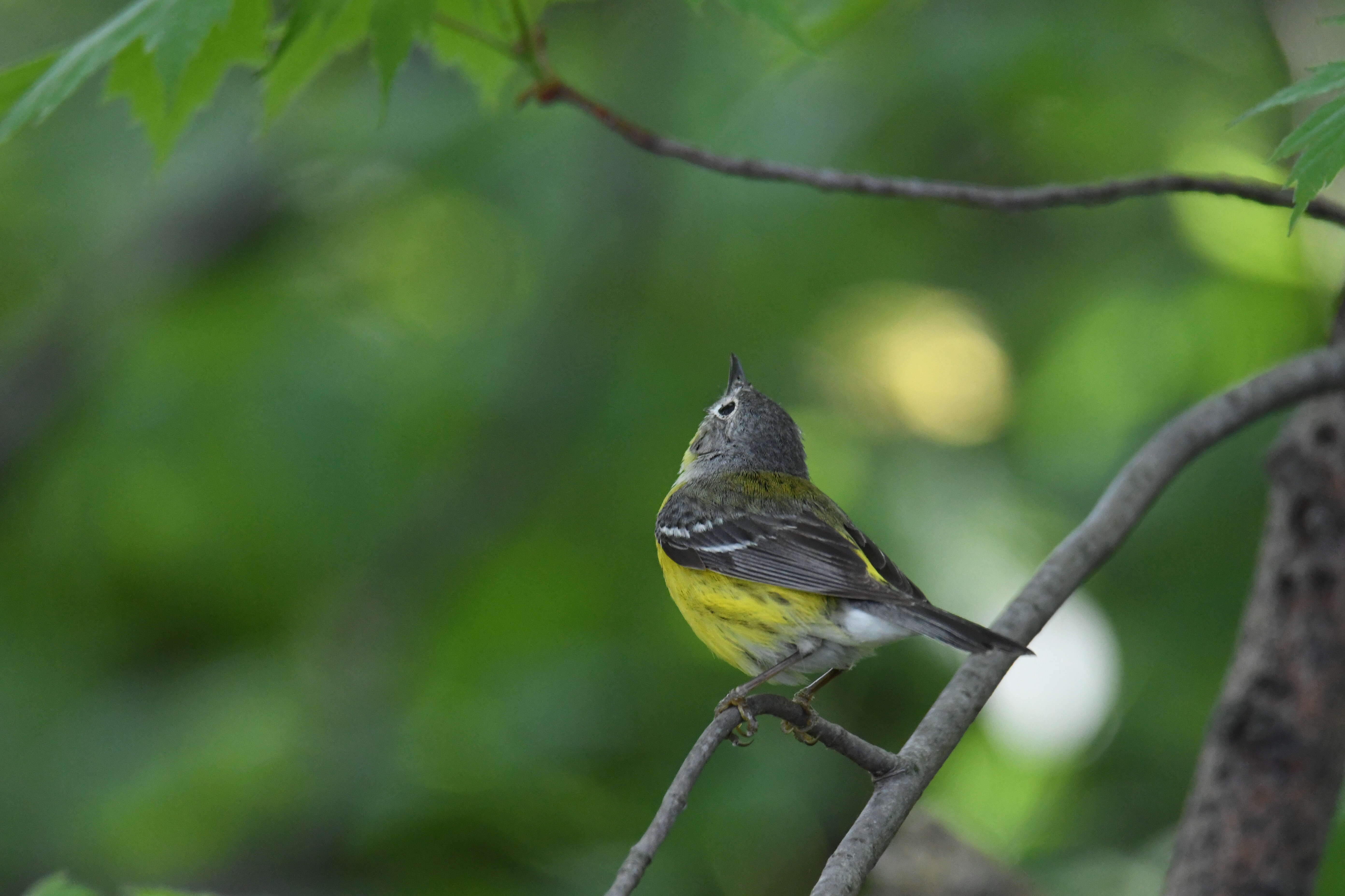 Image of Magnolia Warbler