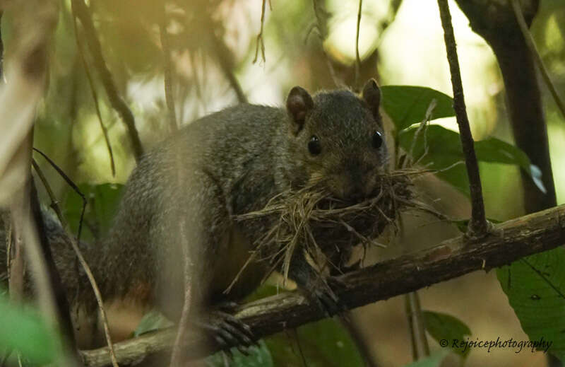 Image of Orange-bellied Himalayan Squirrel