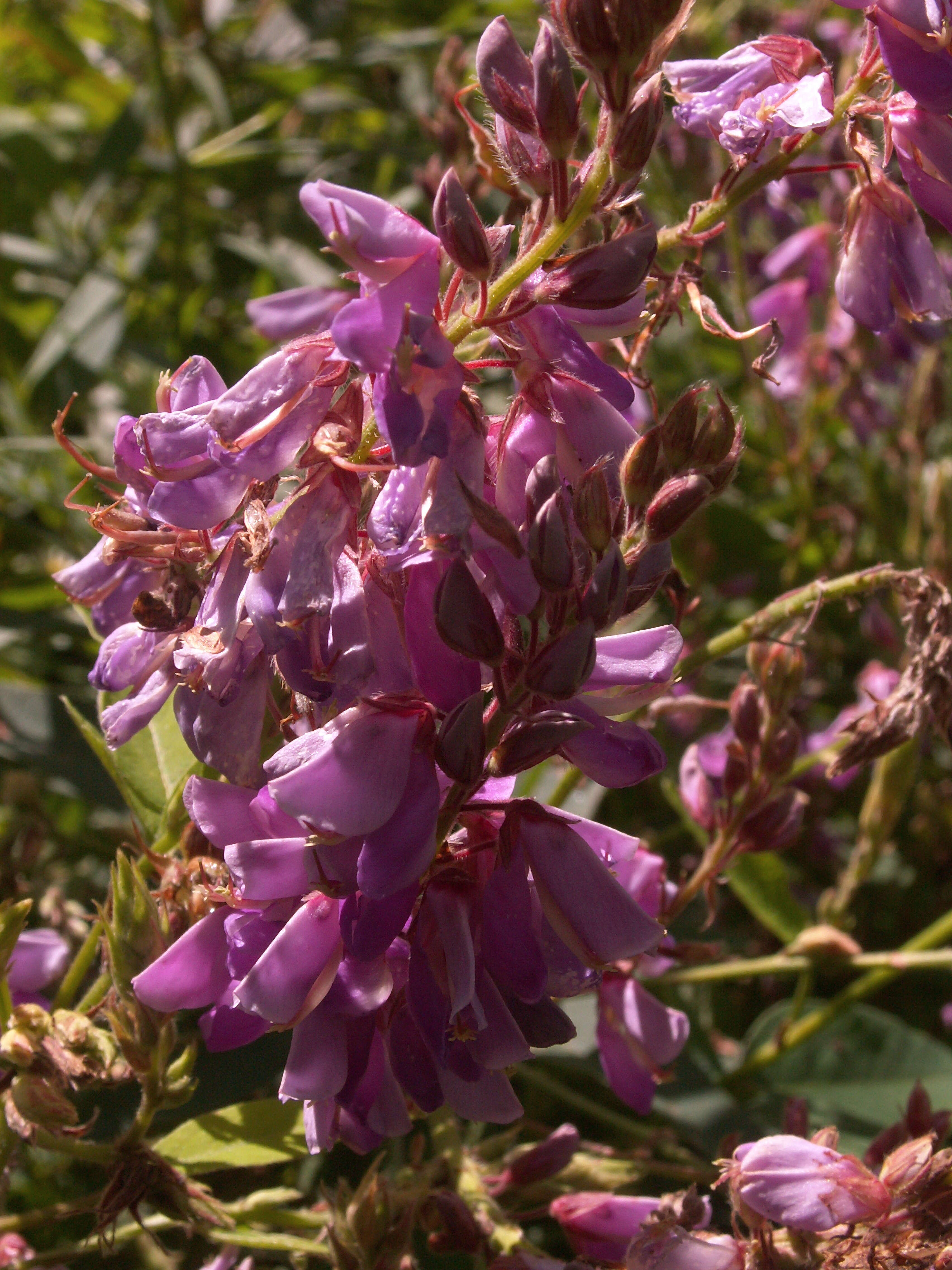 Image of showy ticktrefoil