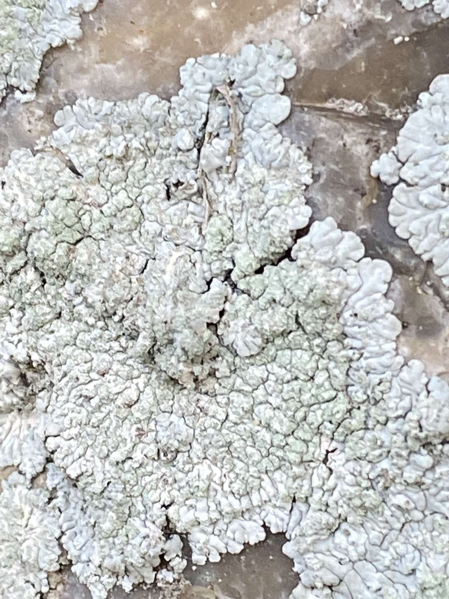 Image of diploicia lichen