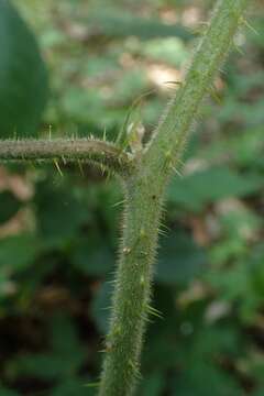 Imagem de Rubus hirtus Waldst. & Kit.