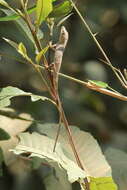 Pseudocalotes microlepis (Boulenger 1888) resmi