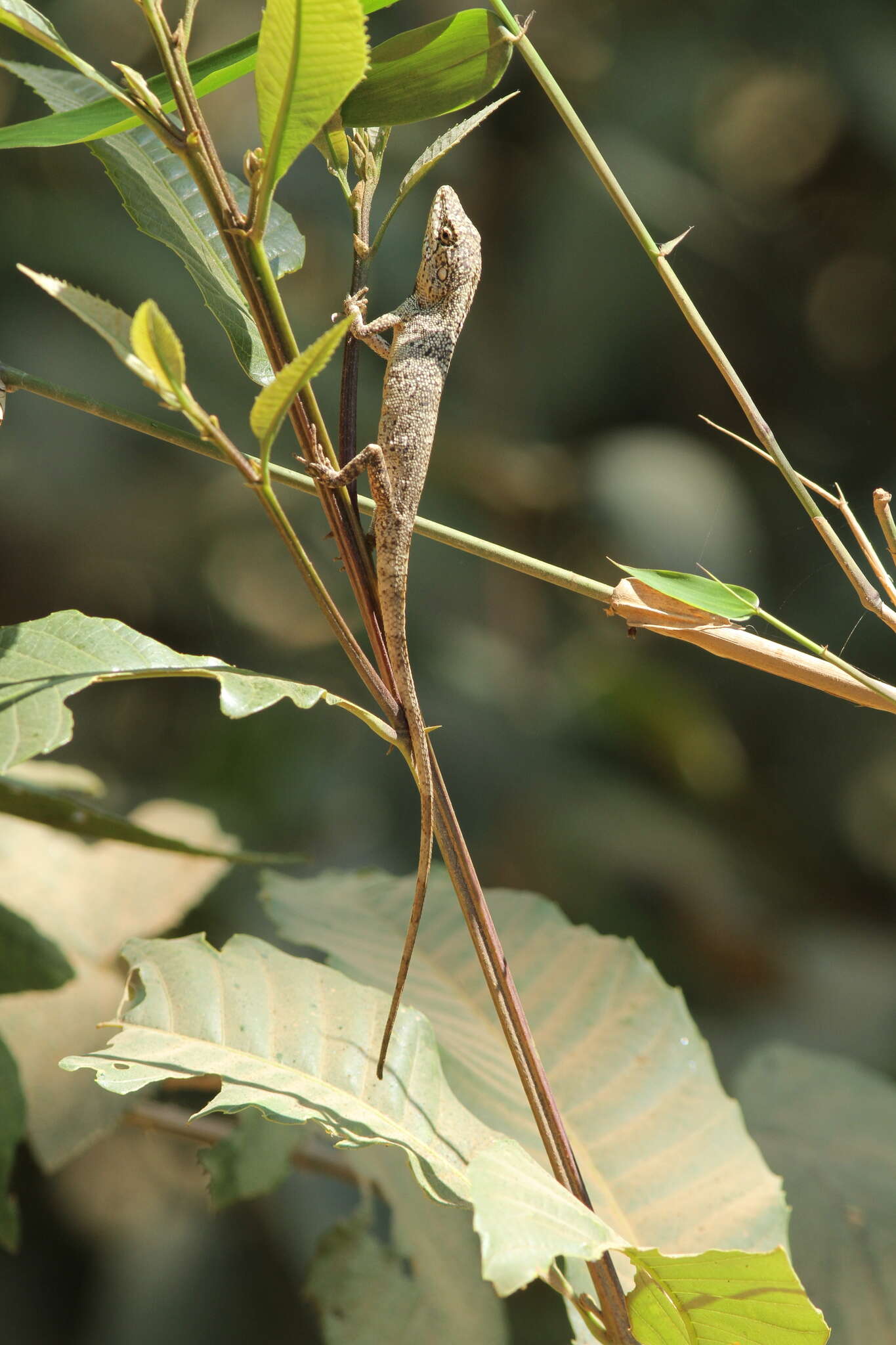 Image of Burmese False Bloodsucker