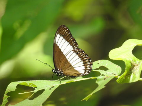 Image of <i>Zethera pimplea</i> Erichson 1834