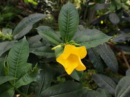 Image of bush allamanda