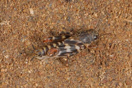 Image of pygmy mole crickets
