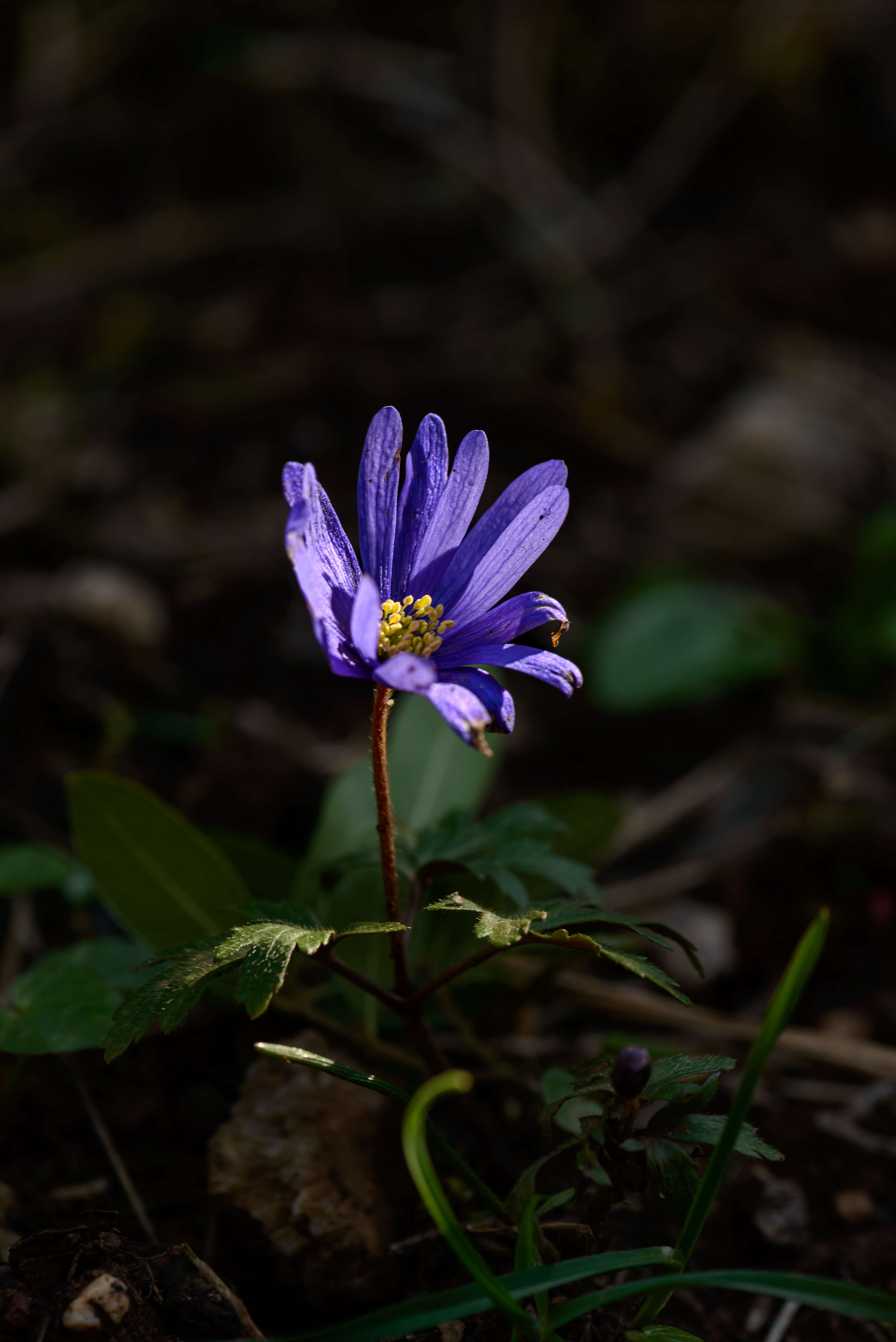 Image of Balkan Anemone