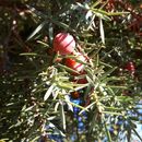 Image of <i>Juniperus <i>oxycedrus</i></i> oxycedrus