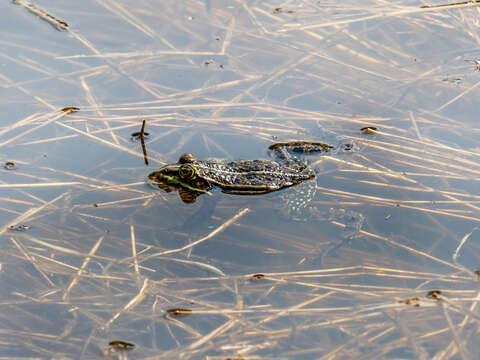 Image of Pelophylax esculentus