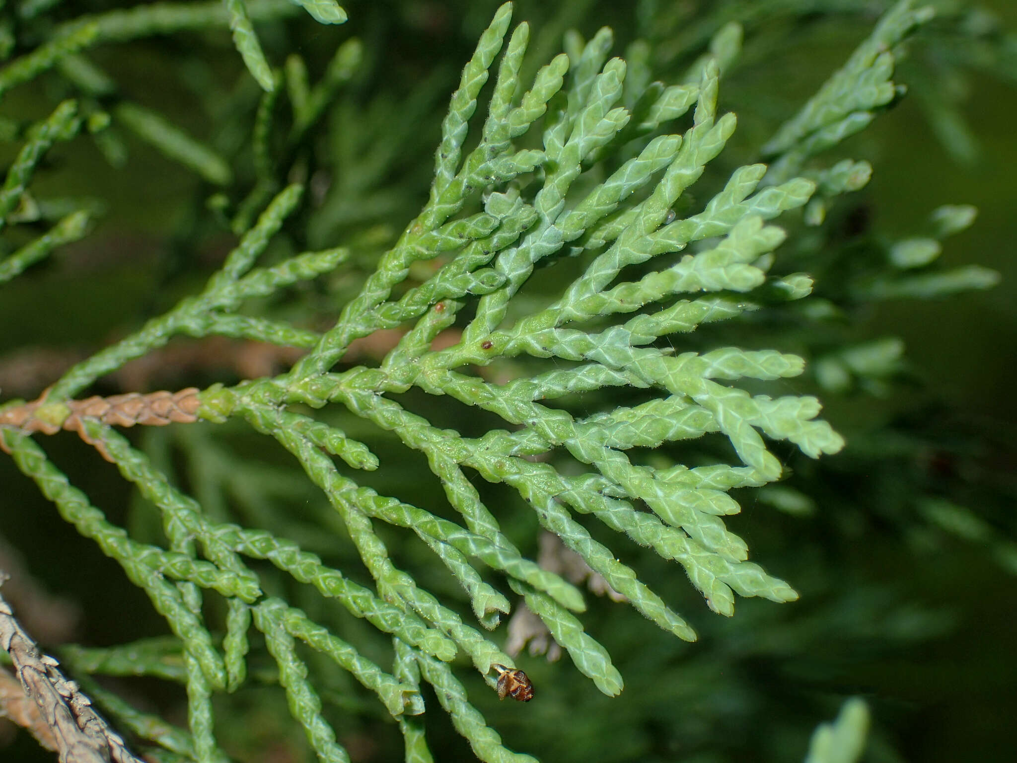 Image of Atlantic White Cedar