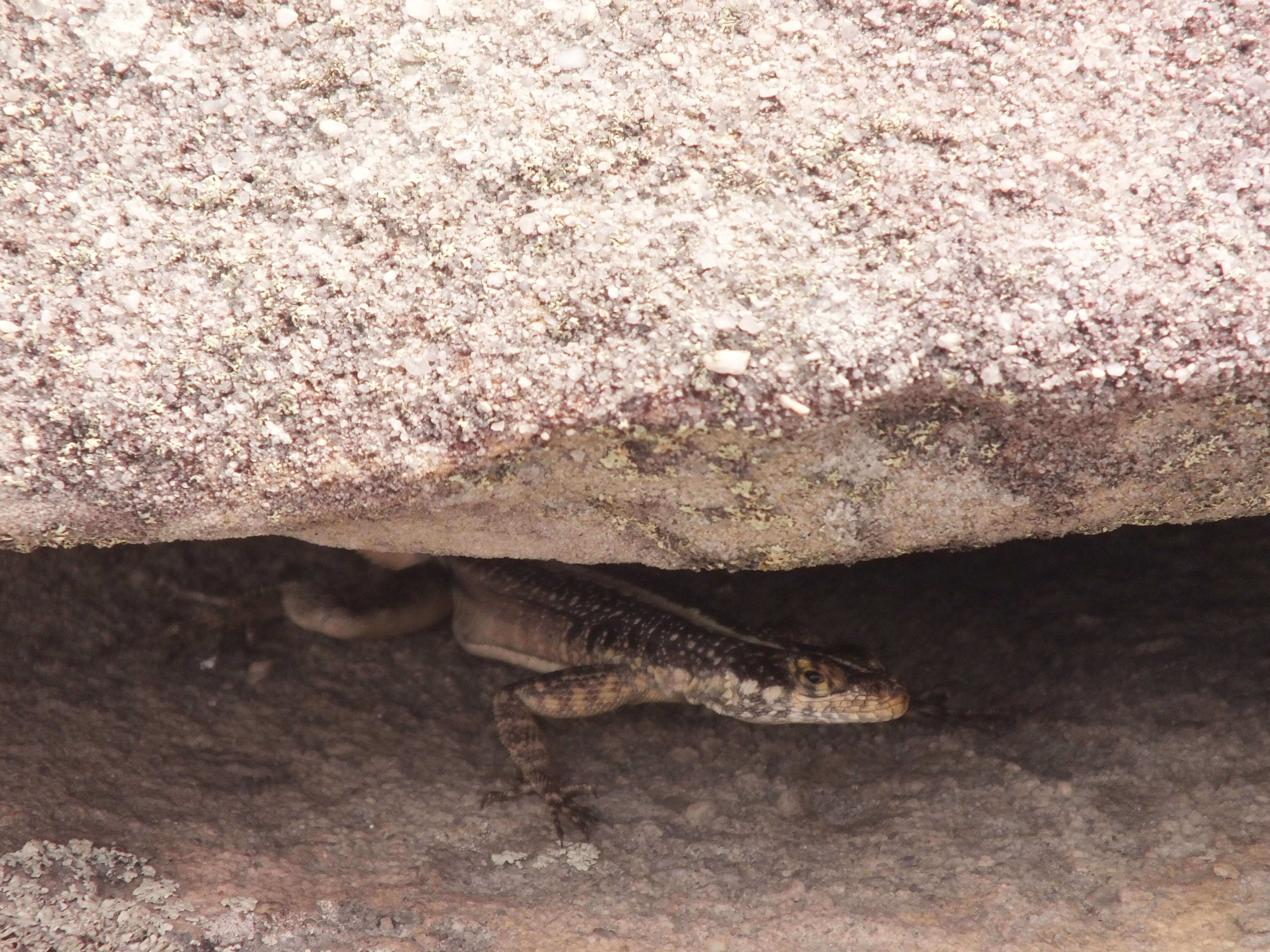 Image of Striped Lava Lizard