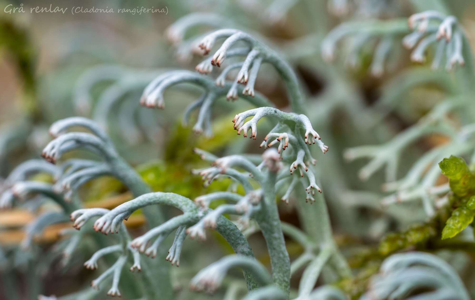 Image of Reindeer lichen