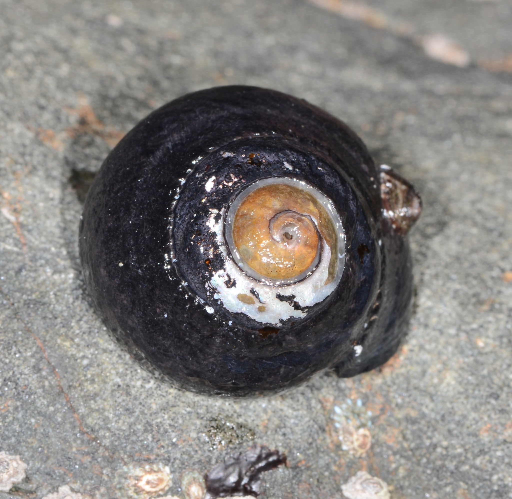 Image of Black Top Shell