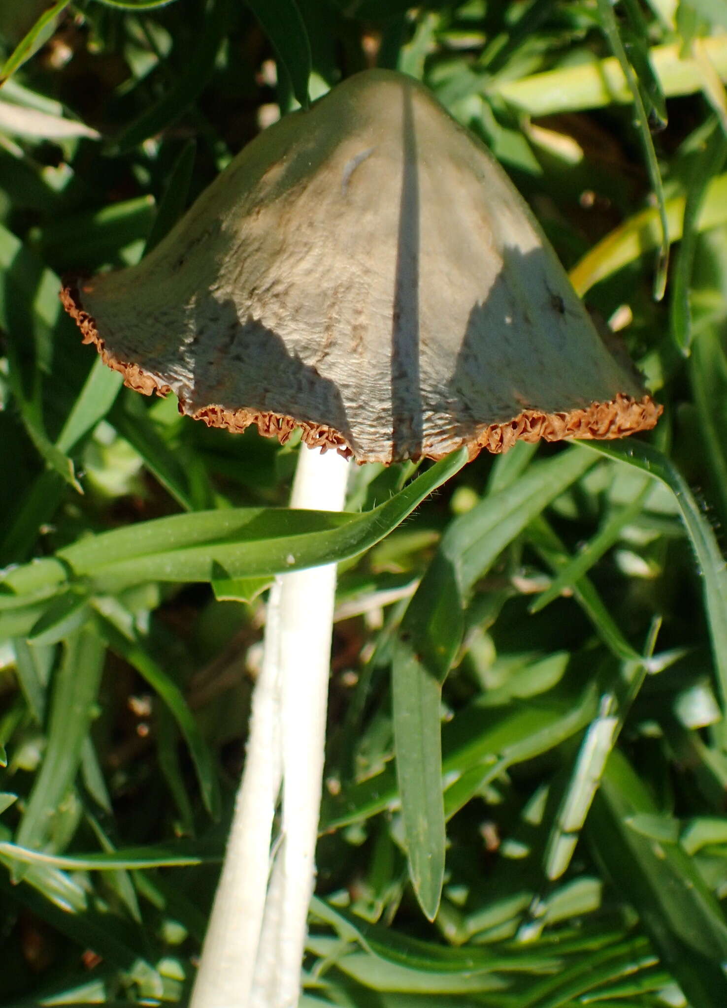 Image of White Dunce Cap