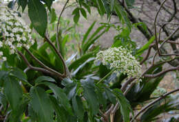 Image of Sambucus peruviana Kunth