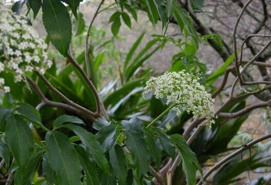 Image of Sambucus peruviana Kunth