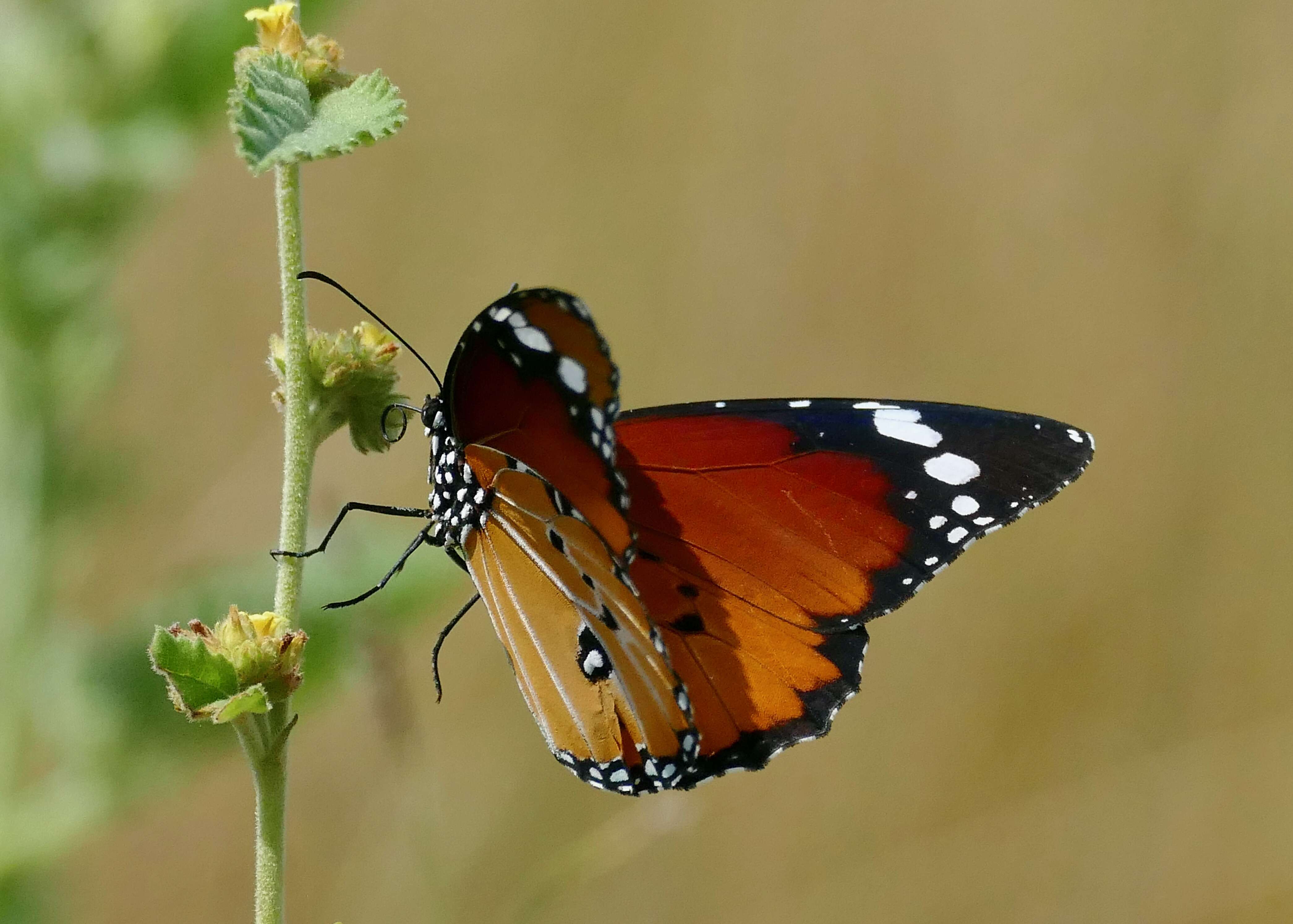 Image of Plain tiger