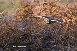 Image de Hibou des marais