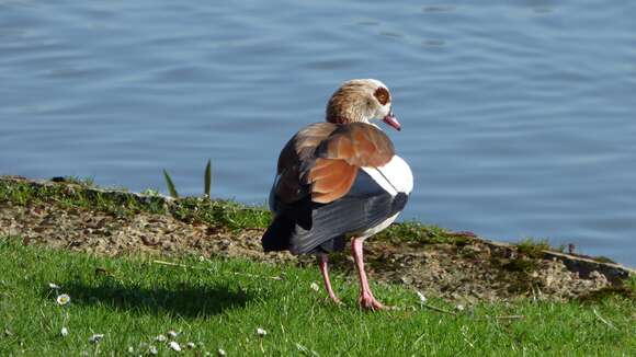 Image of Egyptian Goose