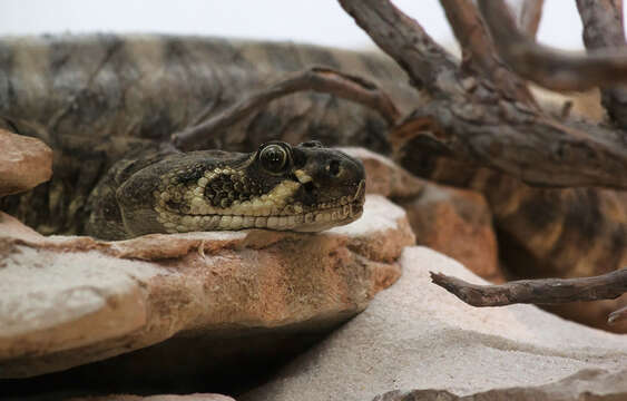 Image of Western Diamond-backed Rattlesnake