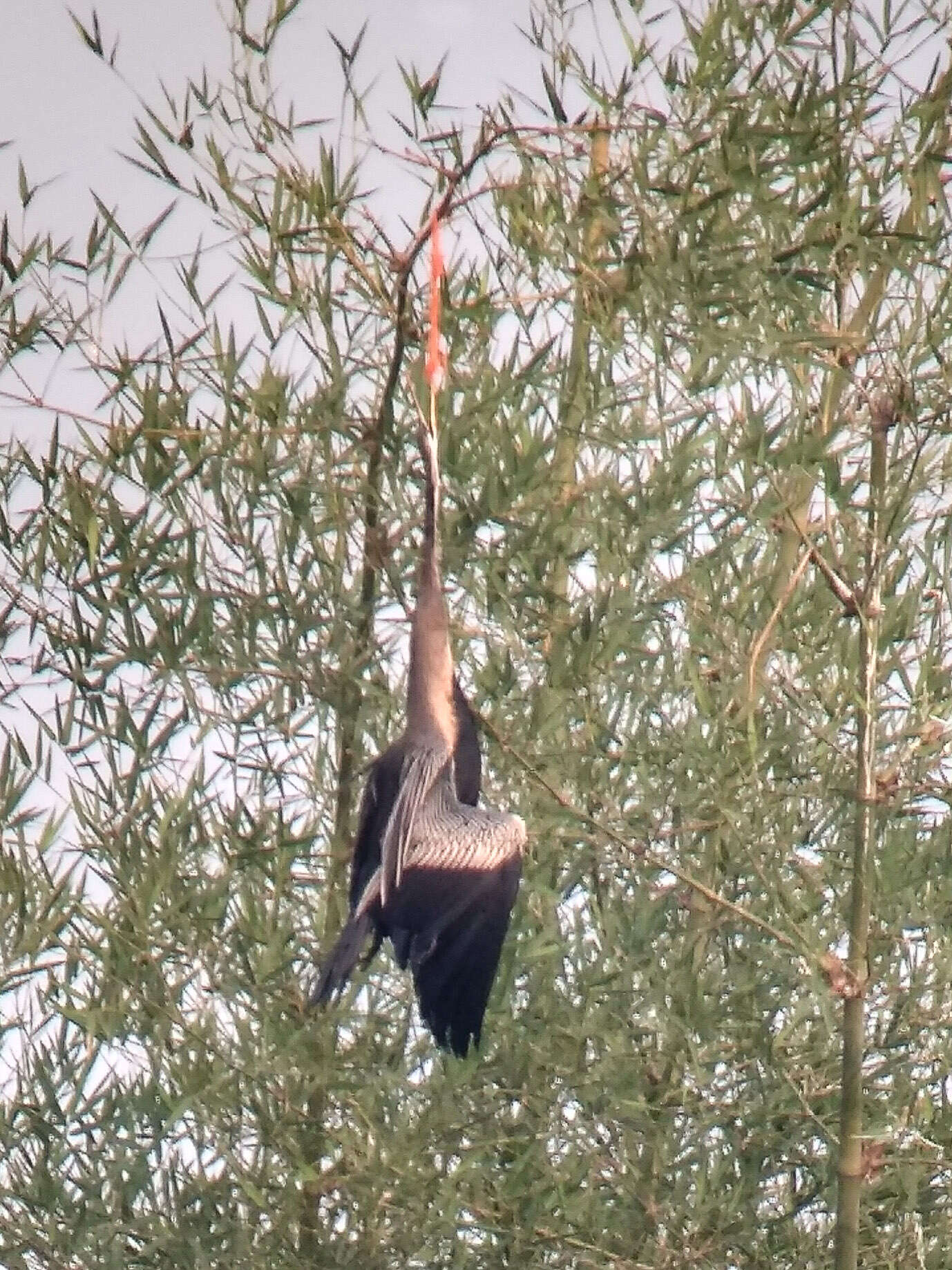 Image of Oriental Darter