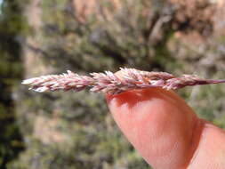 Image de Poa fendleriana (Steud.) Vasey