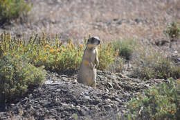 Image of White-tailed Prairie Dog