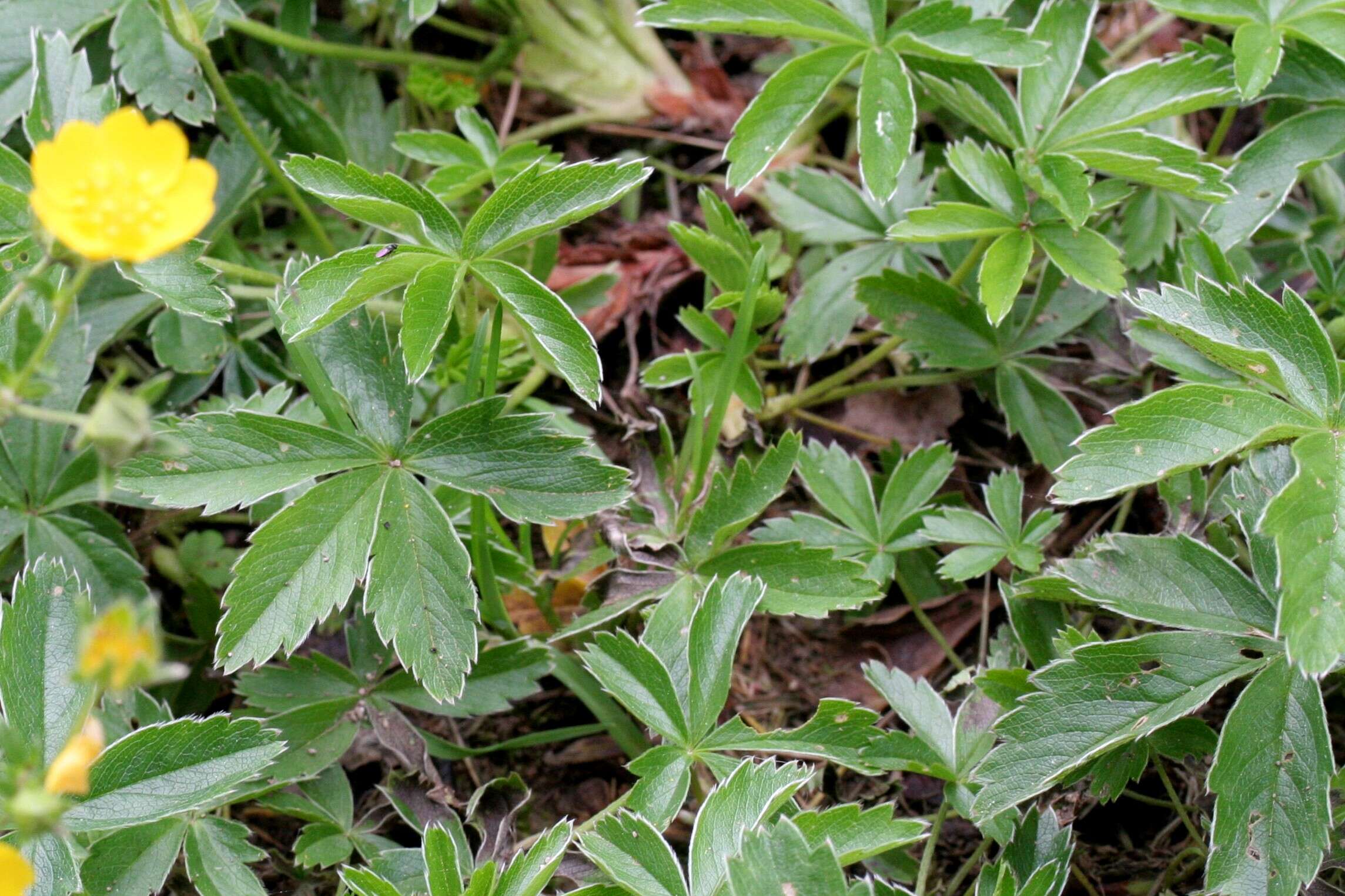 Image of Potentilla aurea L.