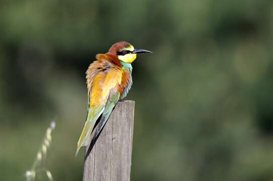 Image of bee-eater, european bee-eater