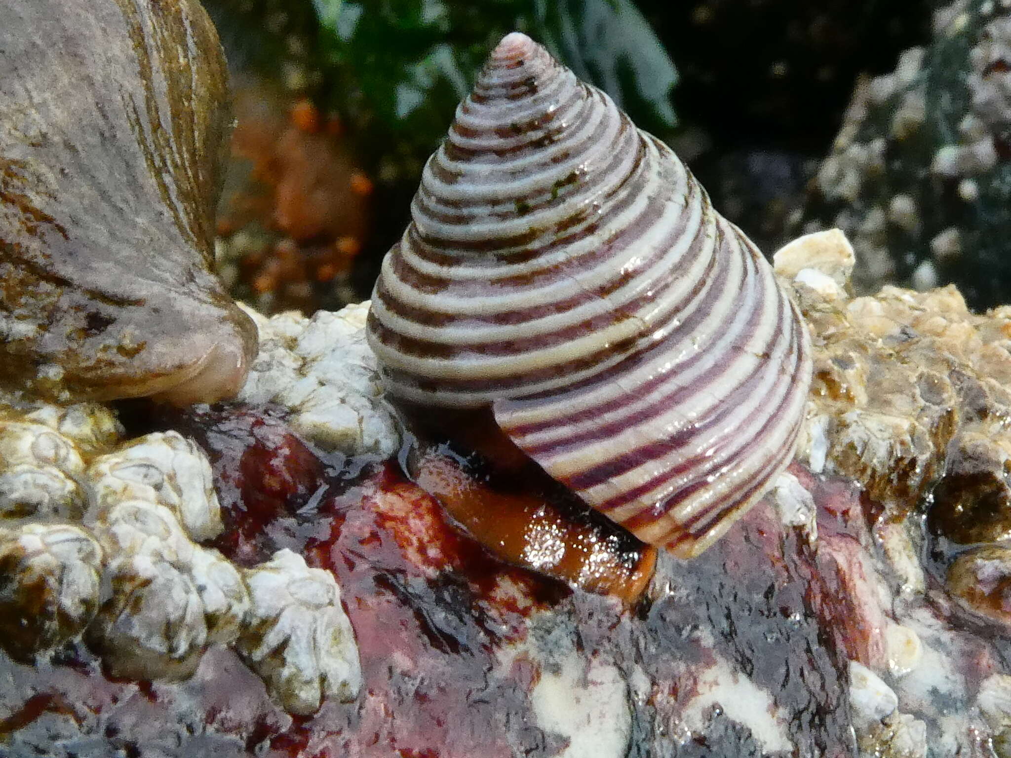 Image of Blue Top Snail