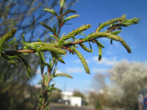 Image of Salix eleagnos