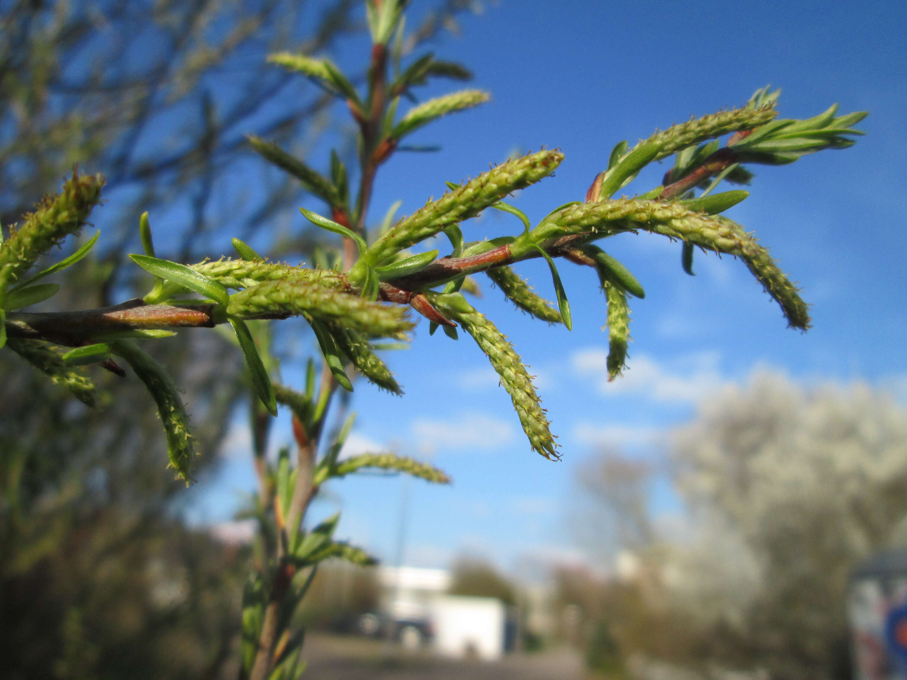 Image of Salix eleagnos