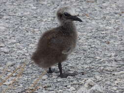 Image of Brown Noddy